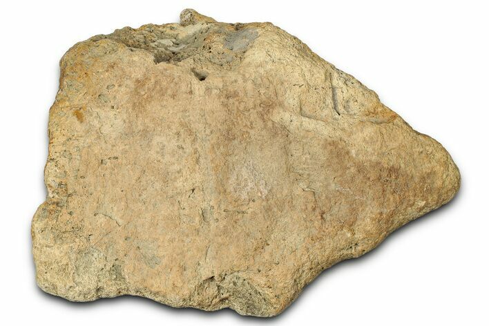 Dinosaur (Triceratops) Frill Shield Section - Montana #347964